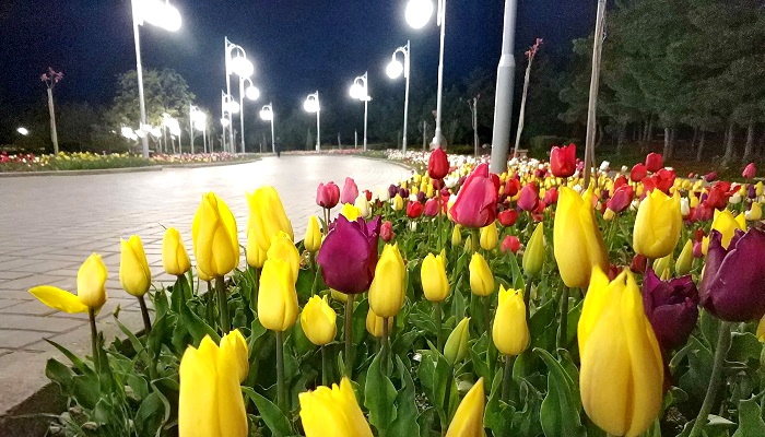 Парад тюльпанов в парке Ахматовой Севастополь