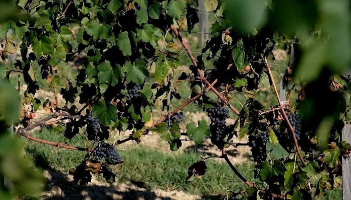 Виноград для вина Севастополь