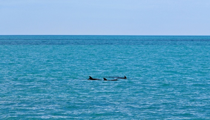 Дельфины у берега Крыма