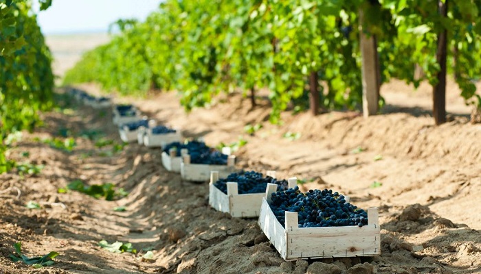 фото виноградники винзавода Золотое поле