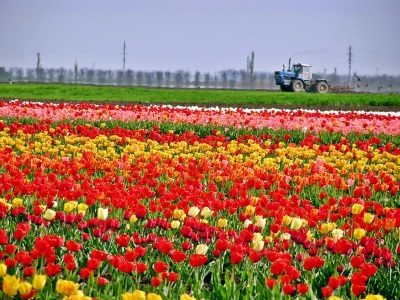 фото тюльпанового поля в крыму