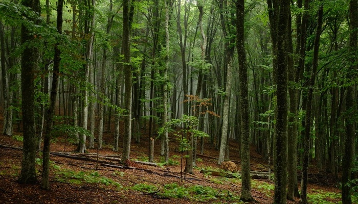 Кесслерский лес