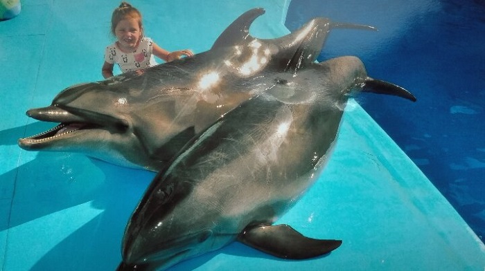 Фото Дельфины Алуштинского дельфинария