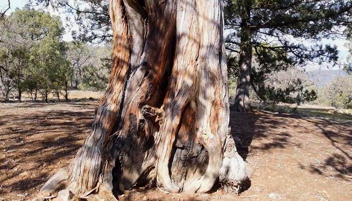 Дерево можжевельник в заказнике Канака