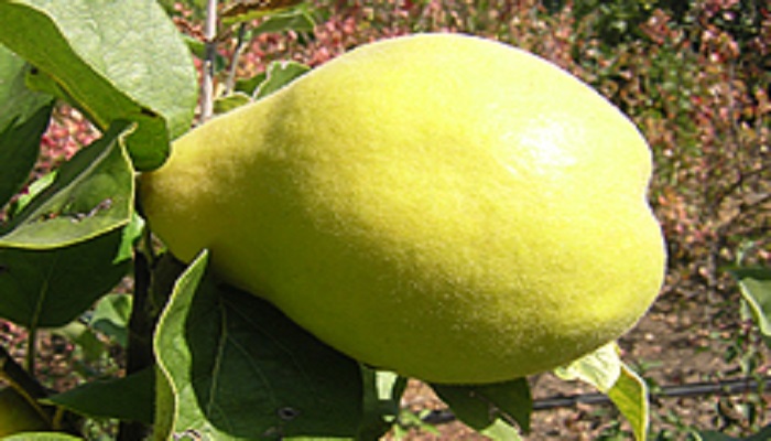 грушевидная айва лимонная крым