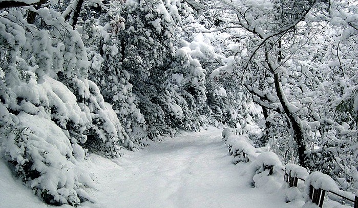 фото Ботанический сад в Ялте зимой