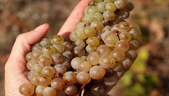 крымский виноград