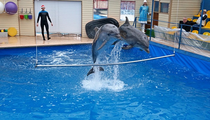 Дельфинарий на набережной Севастополя