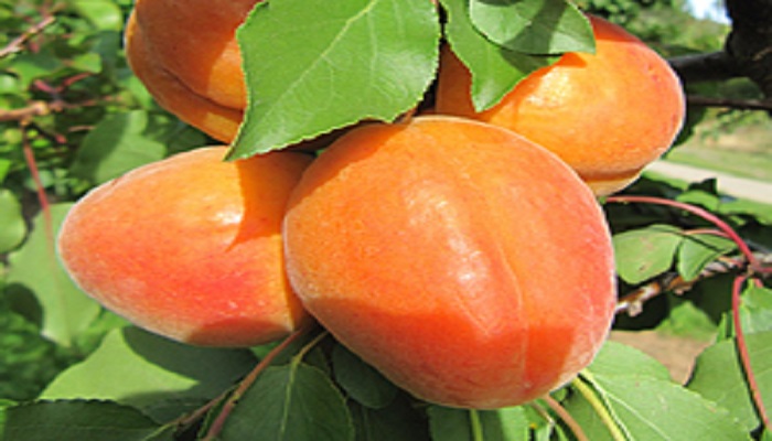 абрикос сорт буревей крым