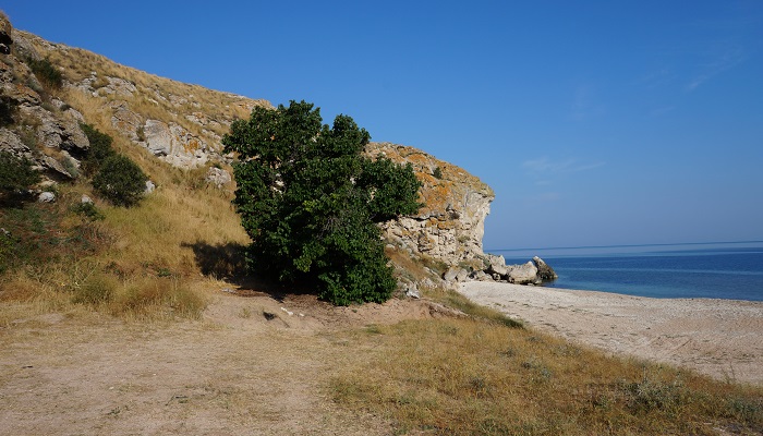 Дерево шелковица Генеральские пляжи в Крыму