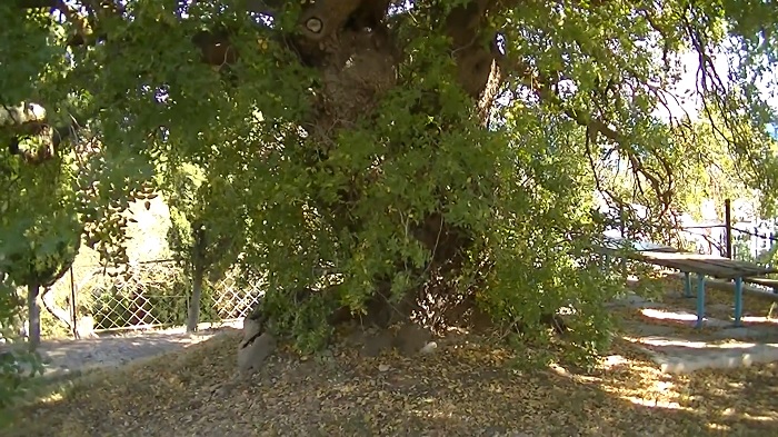 Фисташковое дерево на мысе Ай-Тодор