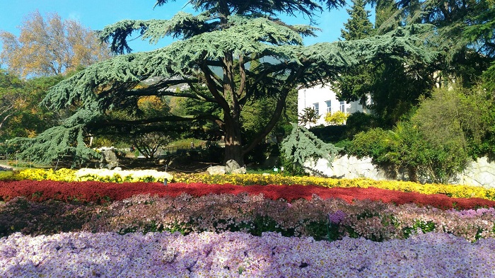 фото осень в Никитском ботаническом саду