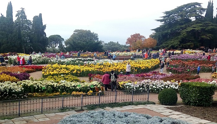 фото бал хризантем в Никитском саду