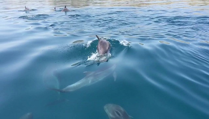 Фото Карадаг дельфины